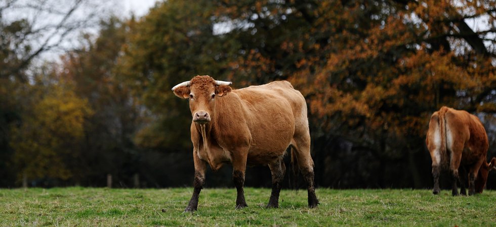 Quand une agricultrice décède sous les sabots d'une de ses vaches