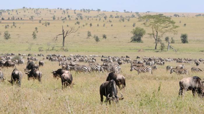 Africa : The Serengeti