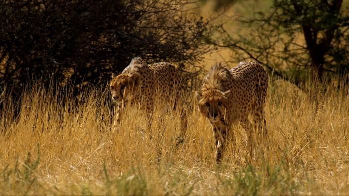 Afrique, les arbres de la vie