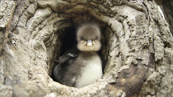 Animal Homes