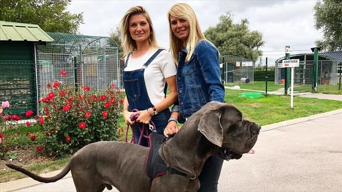 Animaux à adopter : nouvelle famille pour une nouvelle vie