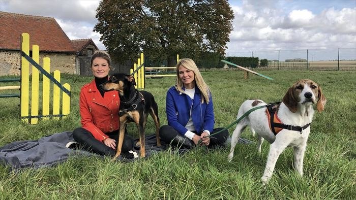 Animaux à adopter : nouvelle famille pour une nouvelle vie