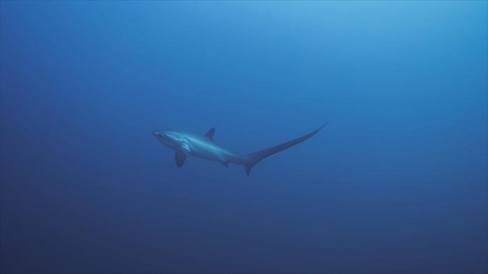 Anna et le requin-renard