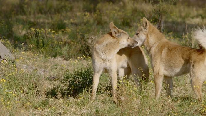 Australie, les secrets de la vie sauvage