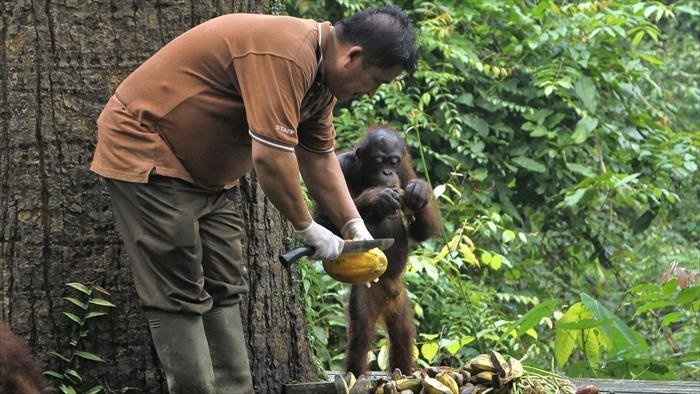 Bienvenue chez les orangs-outans