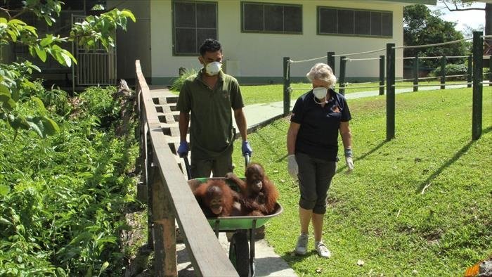 Bienvenue chez les orangs-outans