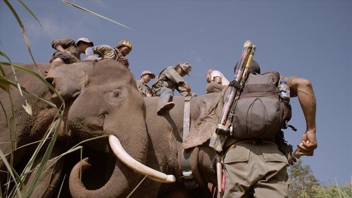 Catastrophes naturelles : le sixième sens des animaux