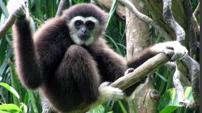 Chanee, l'ange des gibbons