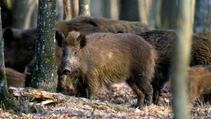 Chasse au sanglier en terre de Provence