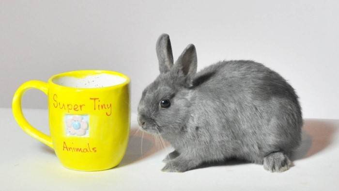 Des animaux super petits