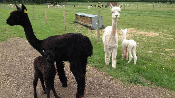 Des bébés chez les animaux