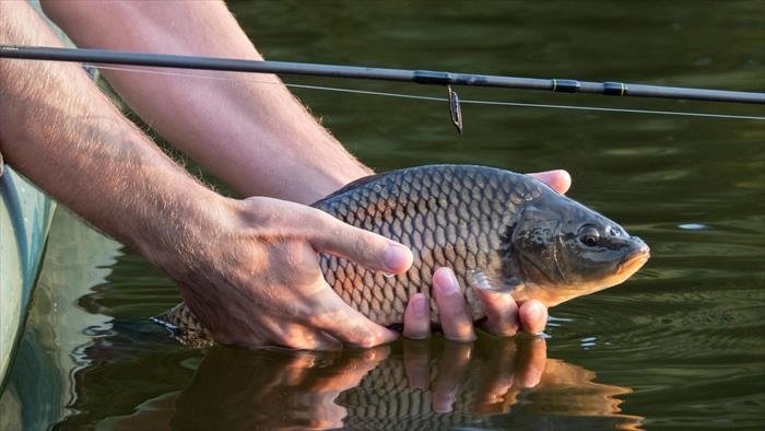Des pros et des carpes