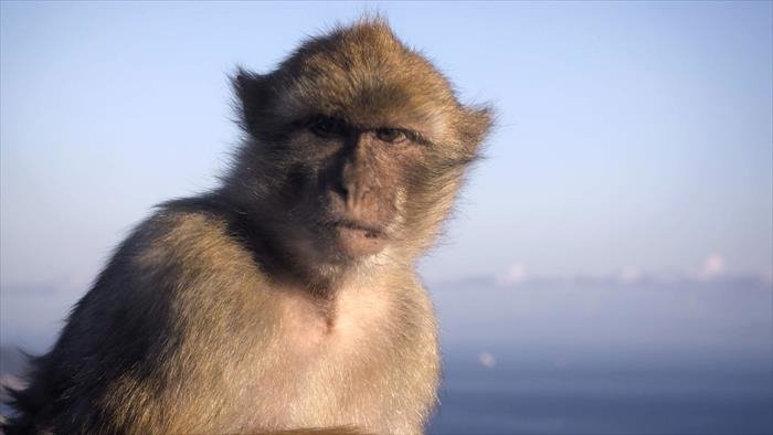 Empire animal