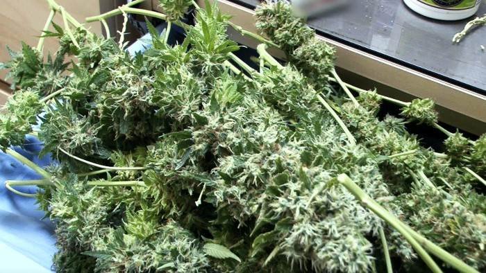 Ferme de cannabis à Paris : l'incroyable filière des planteurs