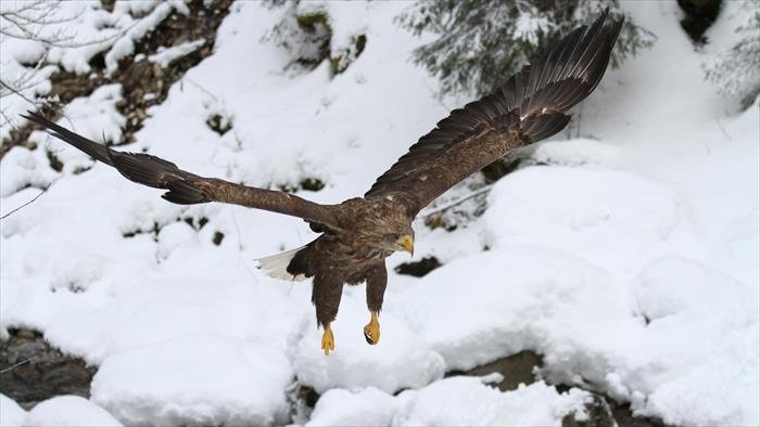 Freedom, l'envol d'un aigle