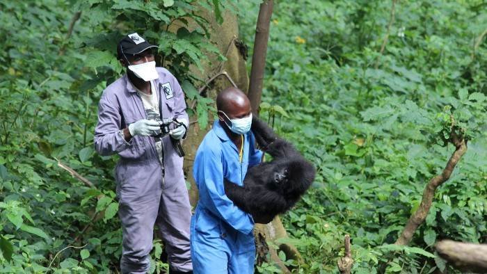 Gorilla Doctors