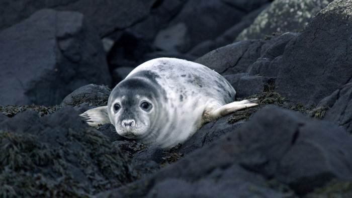 Grandeurs nature