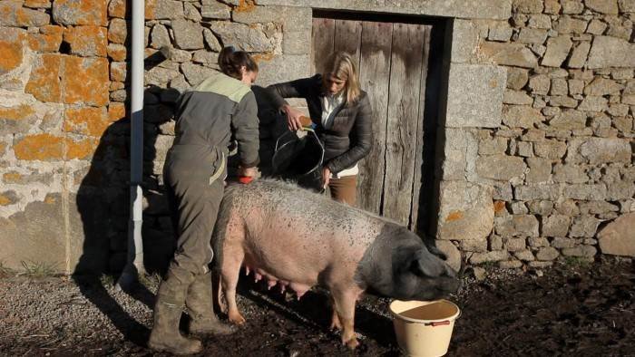 Hélène et les animaux