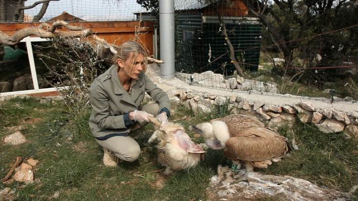 Hélène et les animaux
