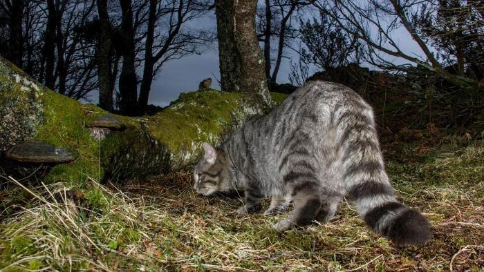 Histoires de chats