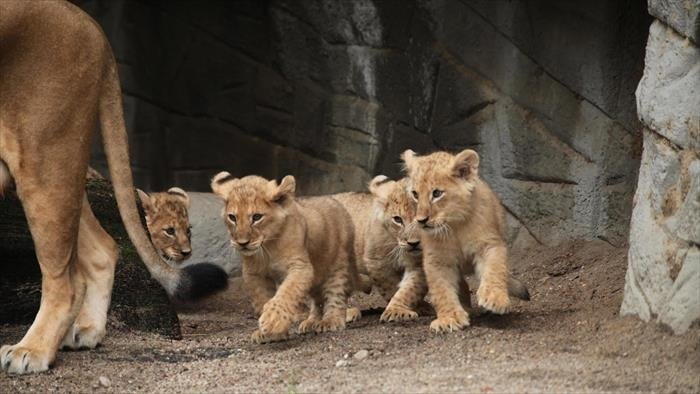 L'école des bébés animaux