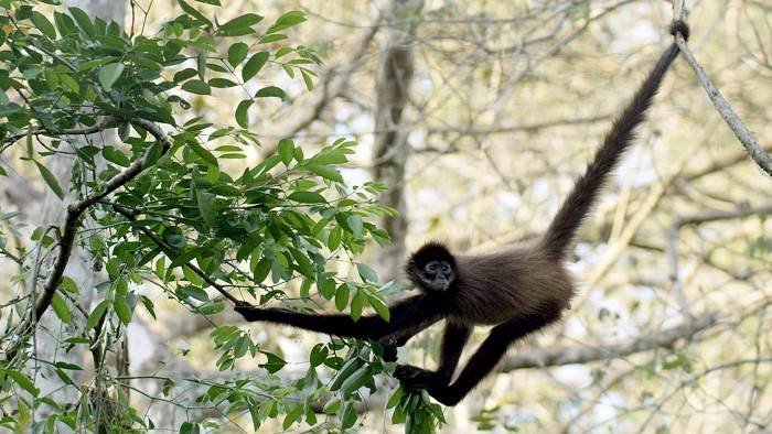 L'école des singes