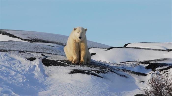 L'ours polaire après l'eden