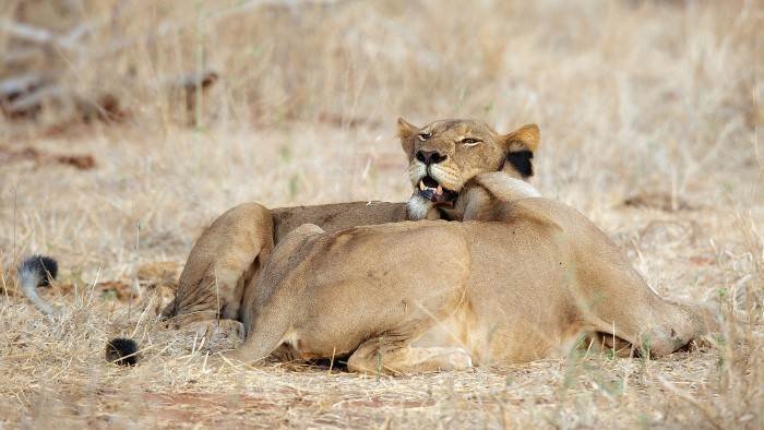 La loi du lion