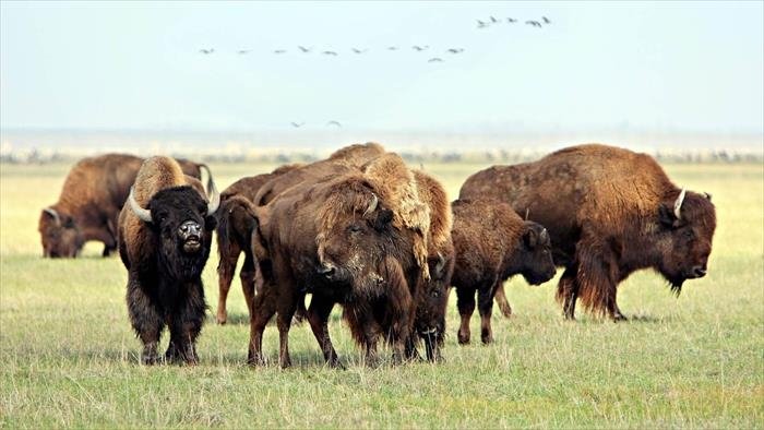 La mère de tous les bisons