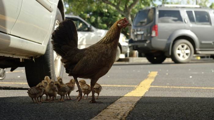 La planète des poules
