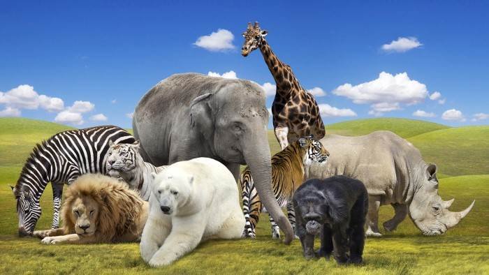 La vie des animaux