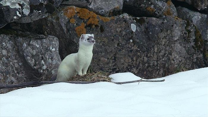 La vie sauvage dans la cordillère Cantabrique