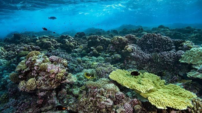 La vie secrète des atolls de Polynésie