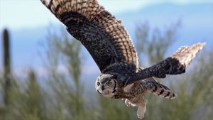 La vie secrète du hibou