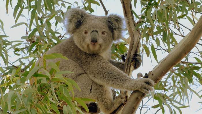 La vie secrète du koala