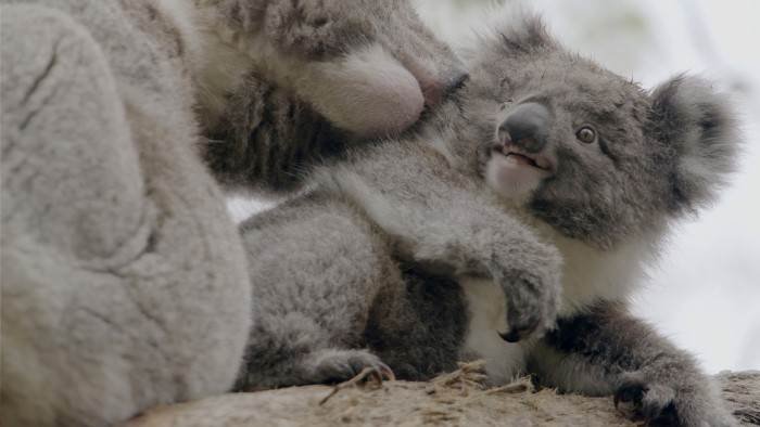 La vie secrète du koala