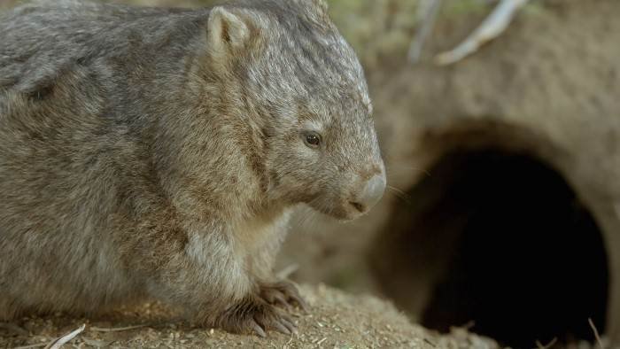 La vie secrète du wombat