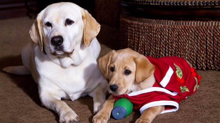Le chien qui a sauvé Noël