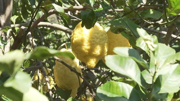 Le citron a-t-il un pépin ?