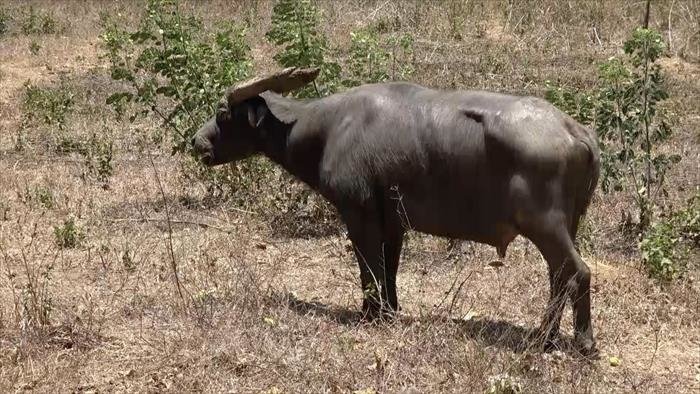 Le dernier tamaraw