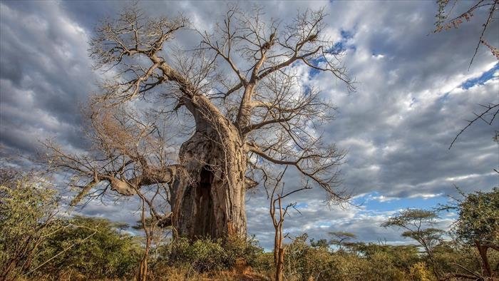 Le monde des arbres