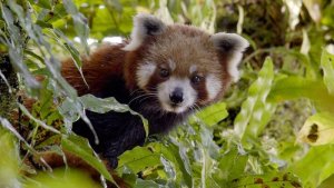 Le petit panda de l'Himalaya