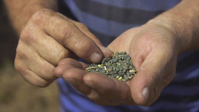 Lentilles, retour vers l'aliment du futur