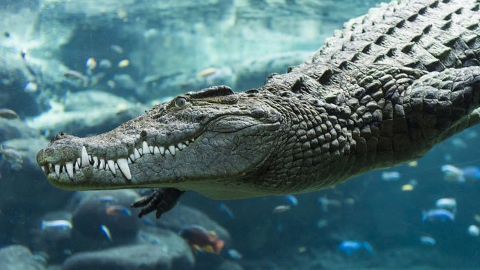 Les animaux stars des zoos