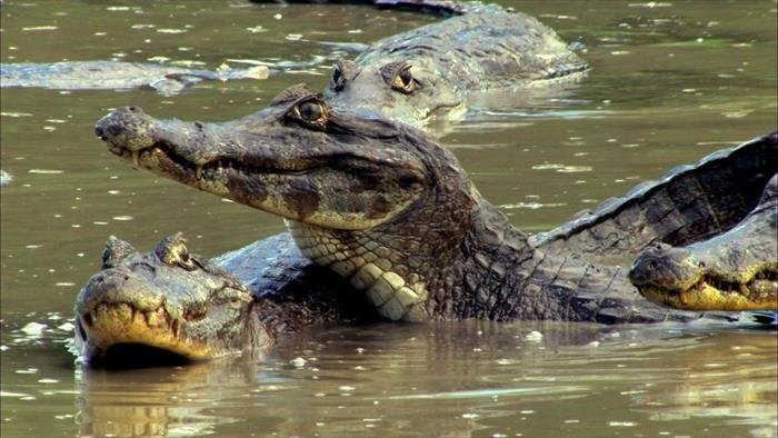 Les cycles du Pantanal