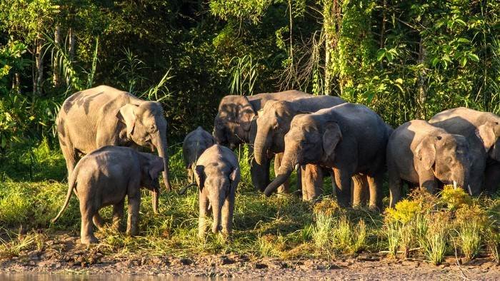 Les grands animaux d'Asie