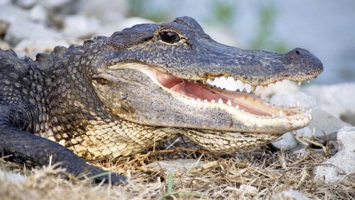 Les larmes des crocodiles