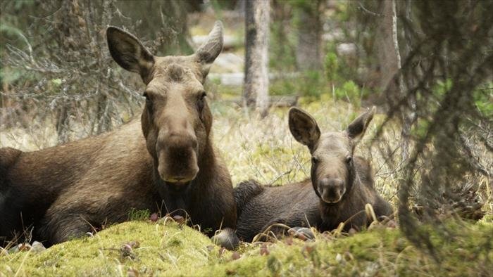 Les premiers pas de l'orignal : l'année de tous les dangers
