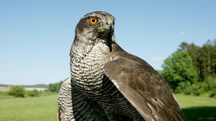 Les rapaces, maîtres des airs