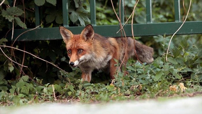 Les renards de Berlin